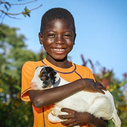 donate a chicken or goat|Give the Gift of a Goat .